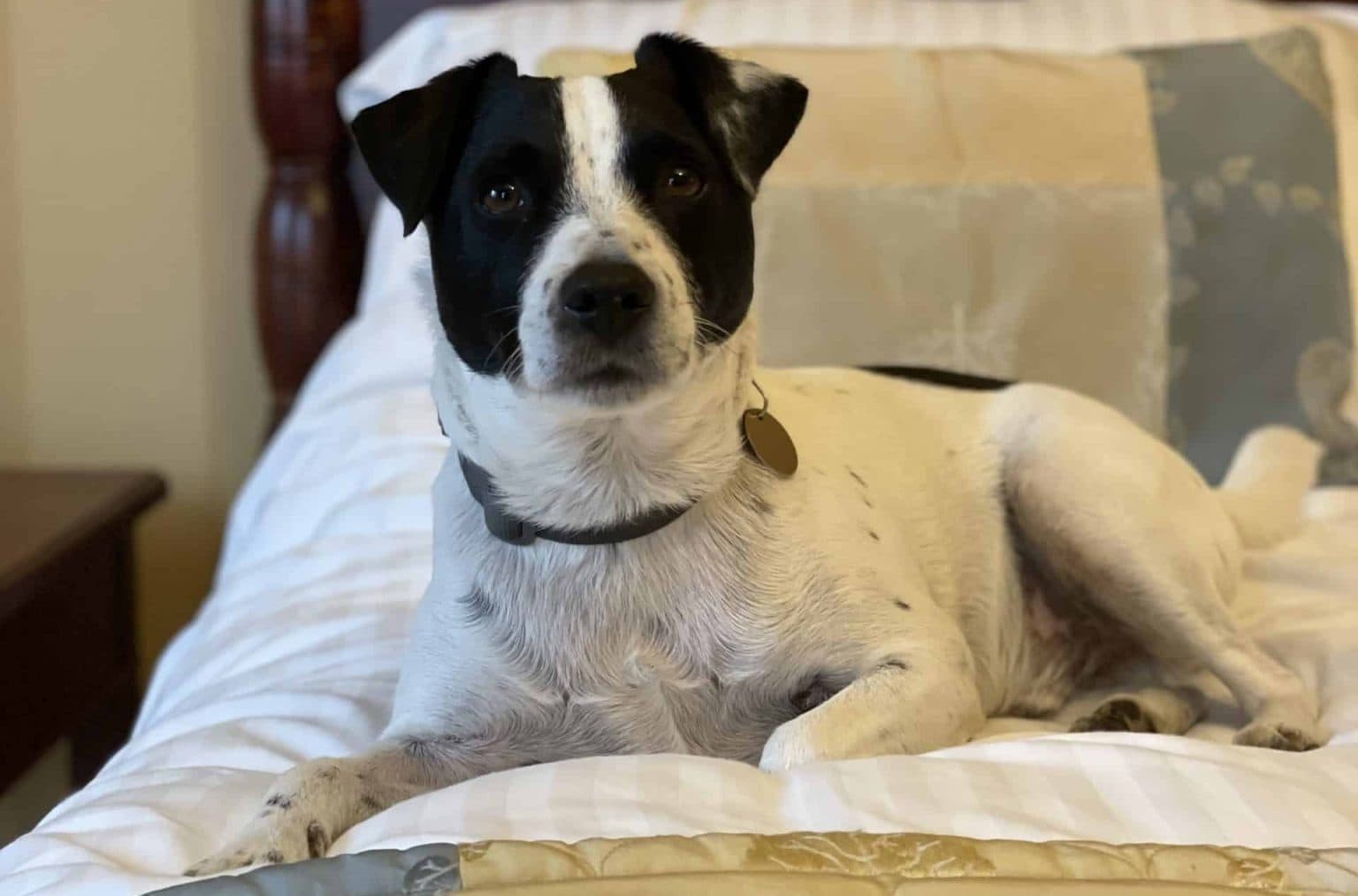 Patch on a bed during the original Cairndale Hotel stay