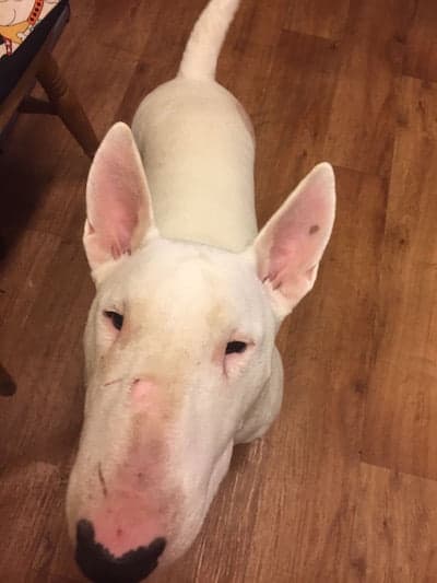 English Bull Terrier Rescue 