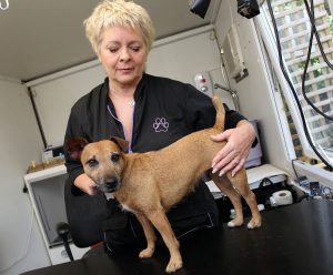 Can dogs benefit from Reiki? We test it to find out.