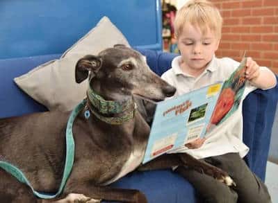 Retired greyhound Hetty pictured during one of her school visits helping children read