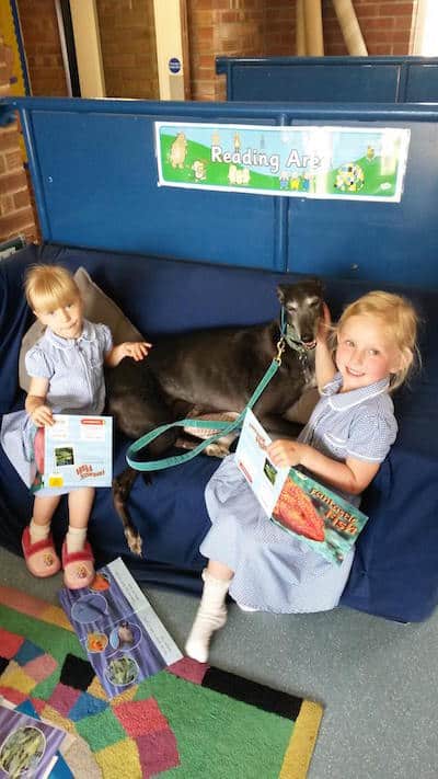 Retired greyhound Hetty pictured during one of her school visits helping children read. 