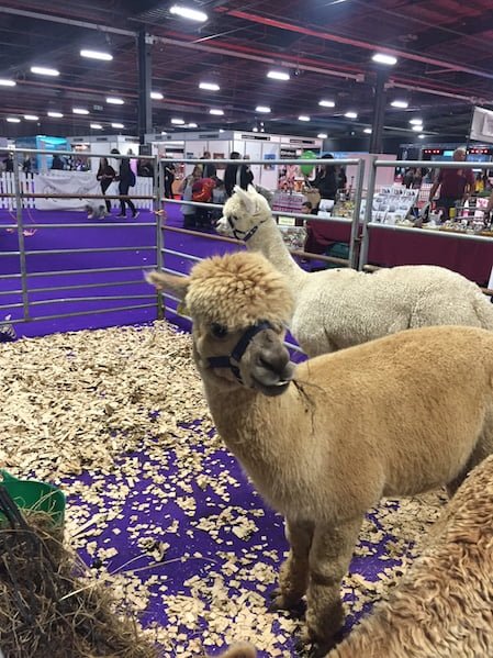 The cute Alpacas at the Family Pet Show.