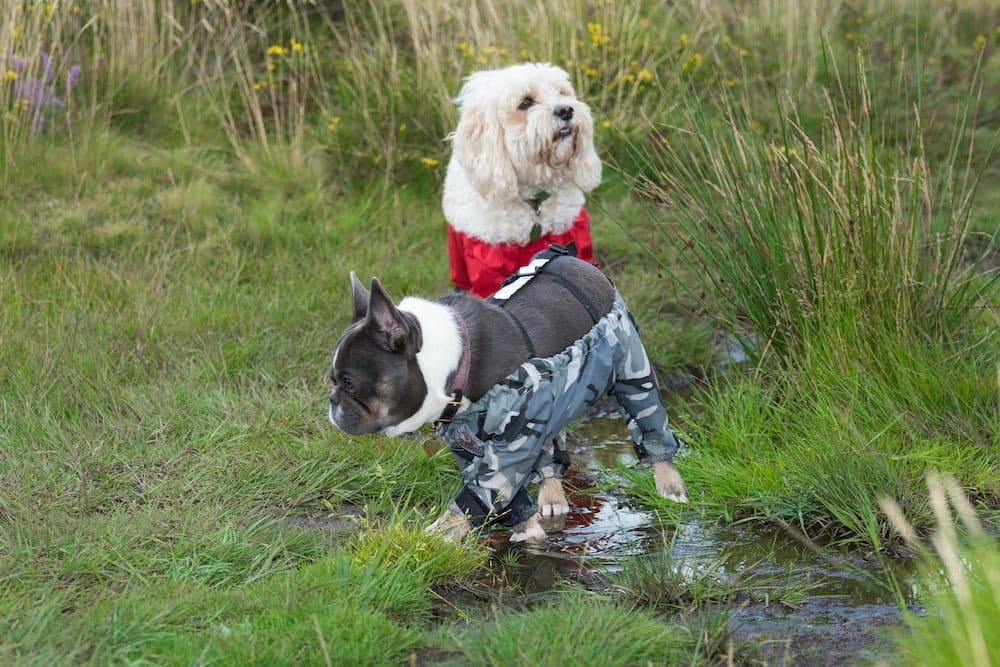Harriet Sinfield Day decided to make dog trousers after growing fed up with muddy paws.