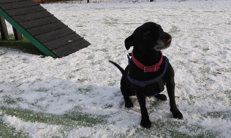 Could you give Kassi from Cheshire Dog's Home a second chance?