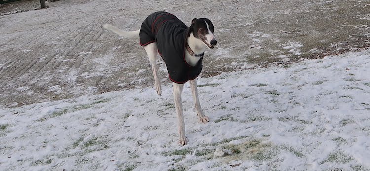 Maddie is one of the dogs looking for a home this Christmas from Cheshire Dog's Home.