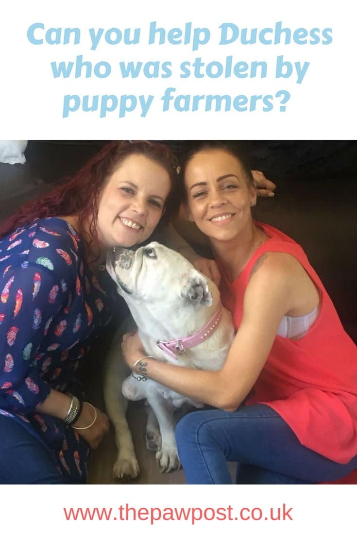 Appeal to help English Bulldog who was stolen and used in a puppy farm