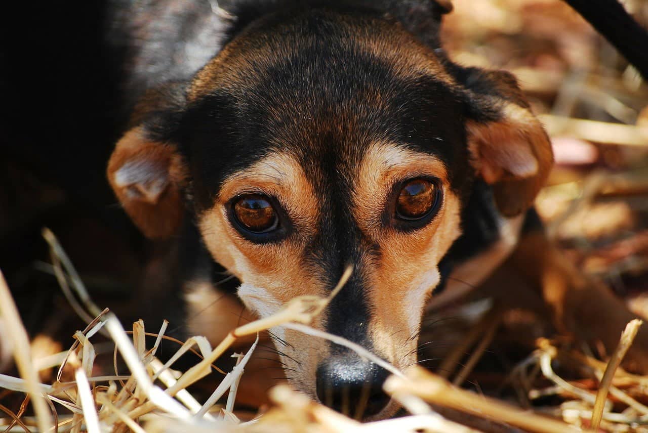 how do you help a nervous dog