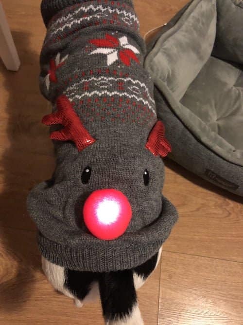 Christmas gift guide and winter essentials for you and your dog from the Paw Post Pet Blog