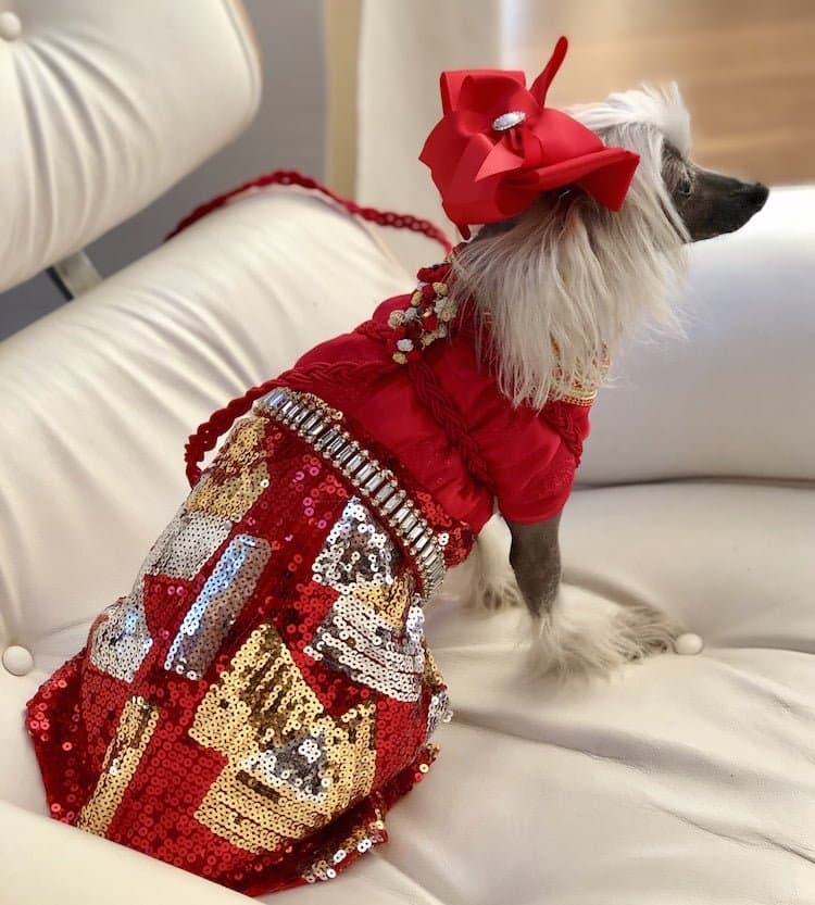 A dog in an elaborate red dress for Valentine's Day