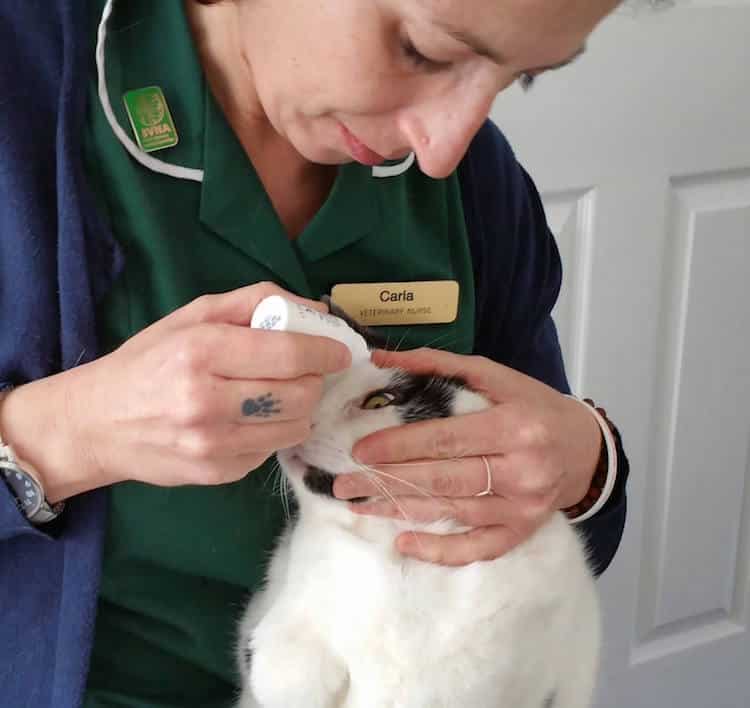 Carla Finzel is a registered vet nurse and is the first in the UK to provide a district nursingg service for pets