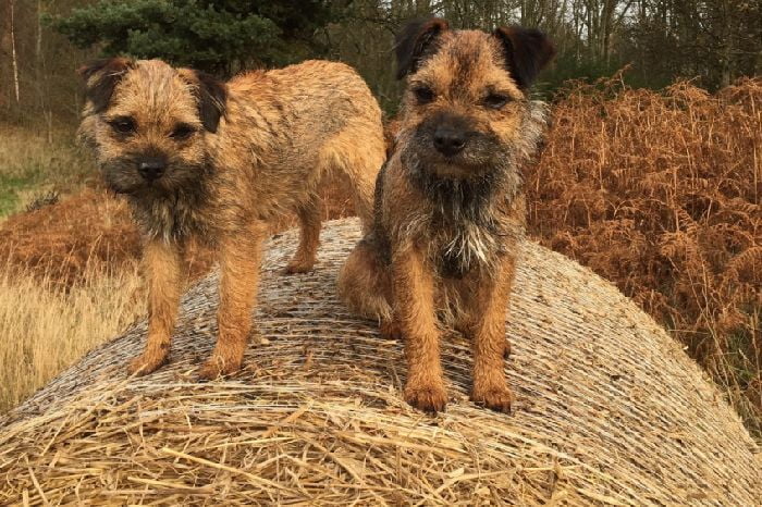 Missing Border Terriers Ruby and Beetle
