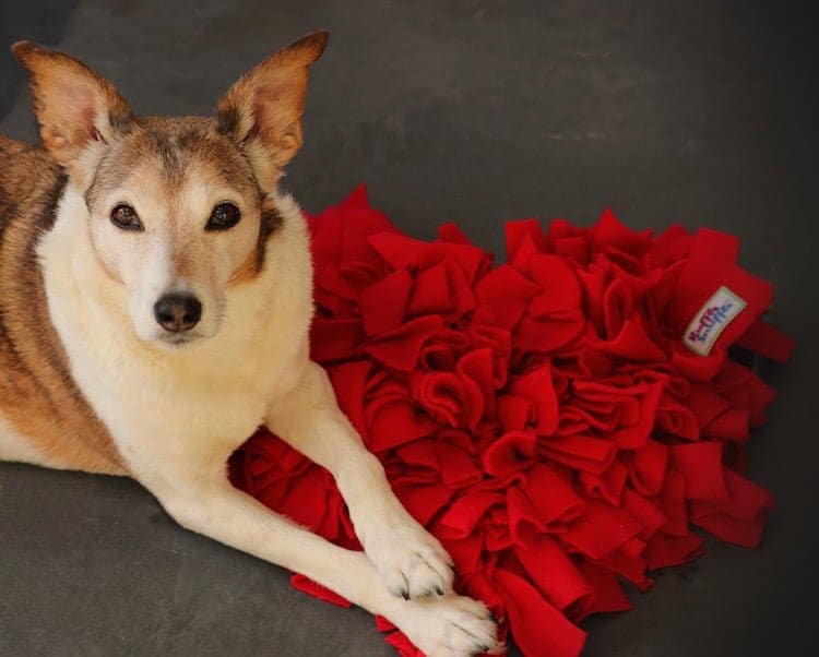 A dog shows off a Valentine's Day snuffle mat for dogs