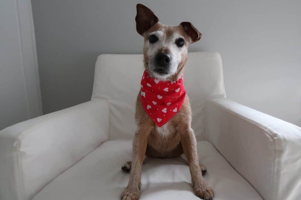 Dog wearing Valentine's Day dog bandana