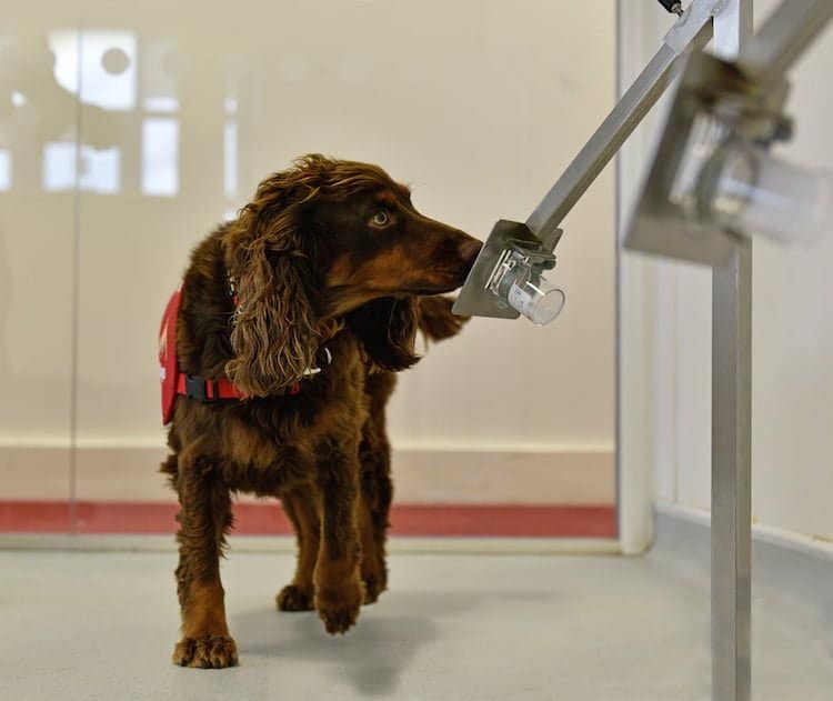 Medical Detection Dogs are working with Parkinson's patients