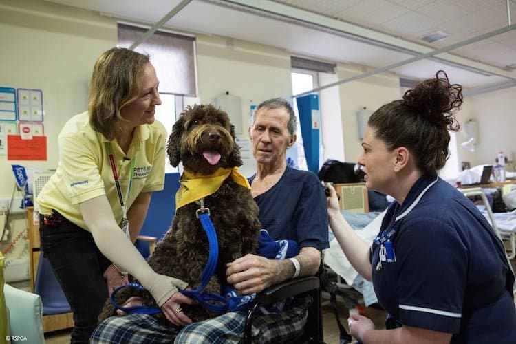 Pets as therapy dog rolo
