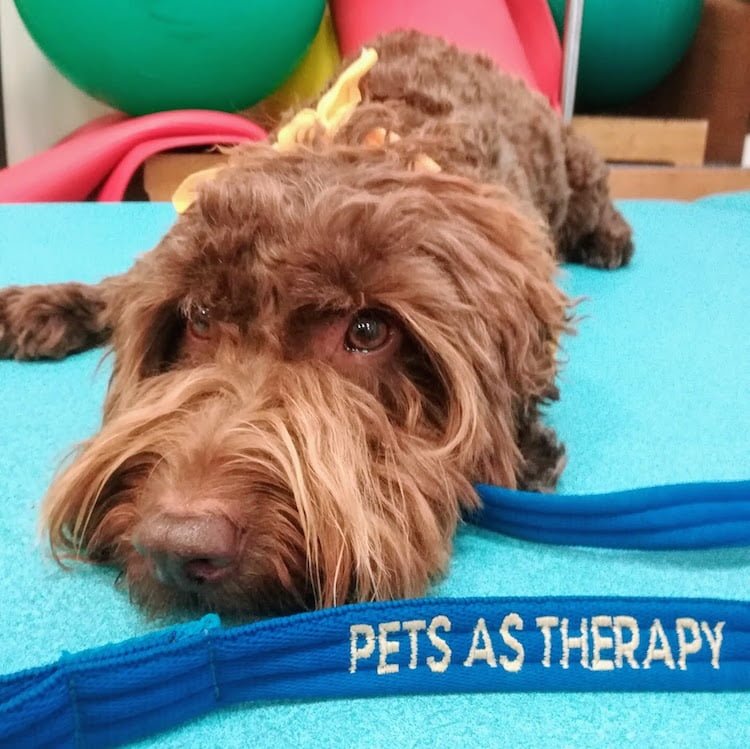 Rolo the Pets as Therapy dog