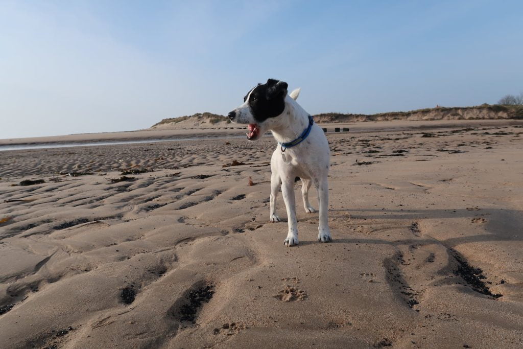 Dog friendly places to go and things to do in Alnmouth, Northumberland