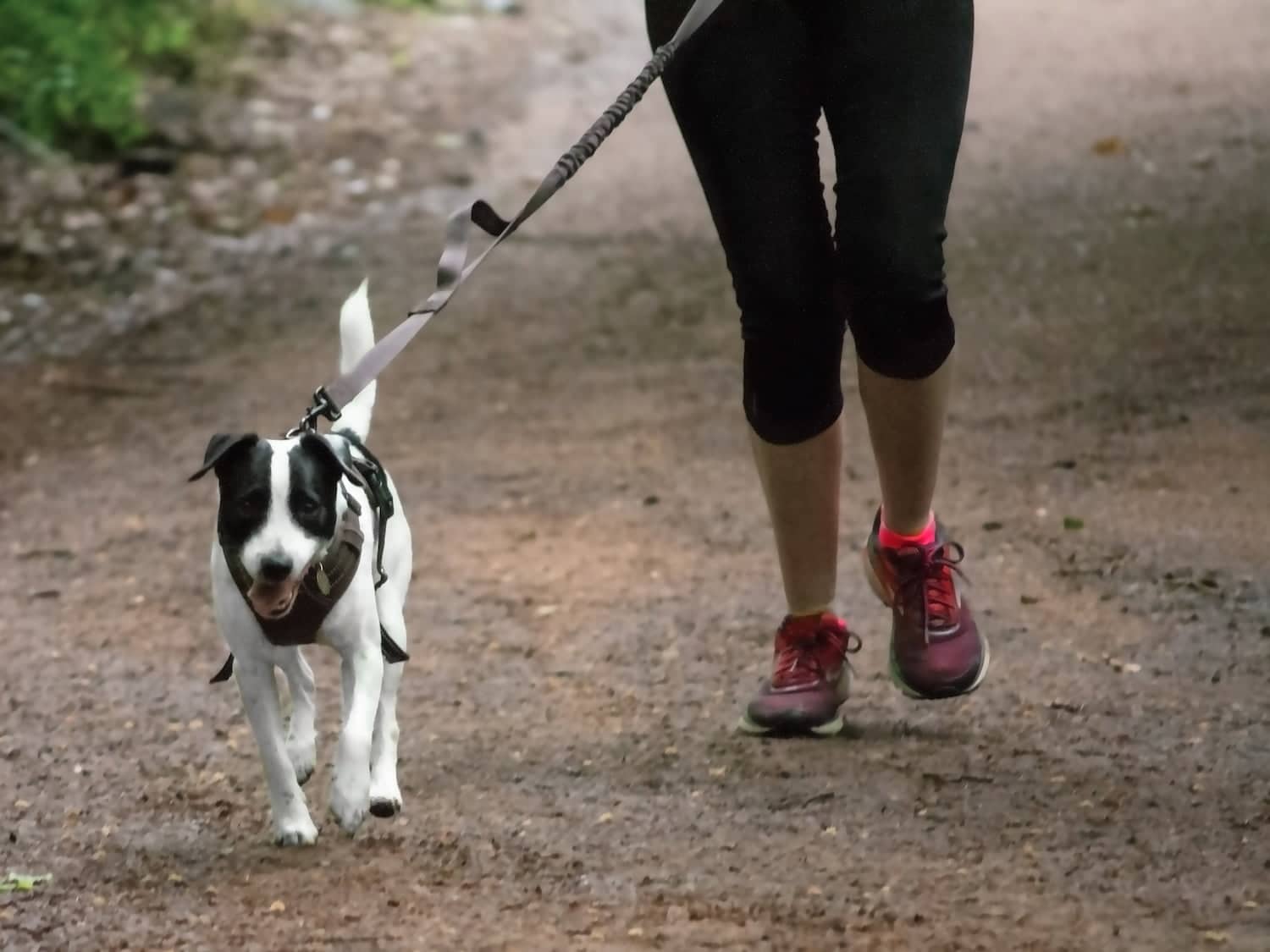 Tips on how to run with your dog
