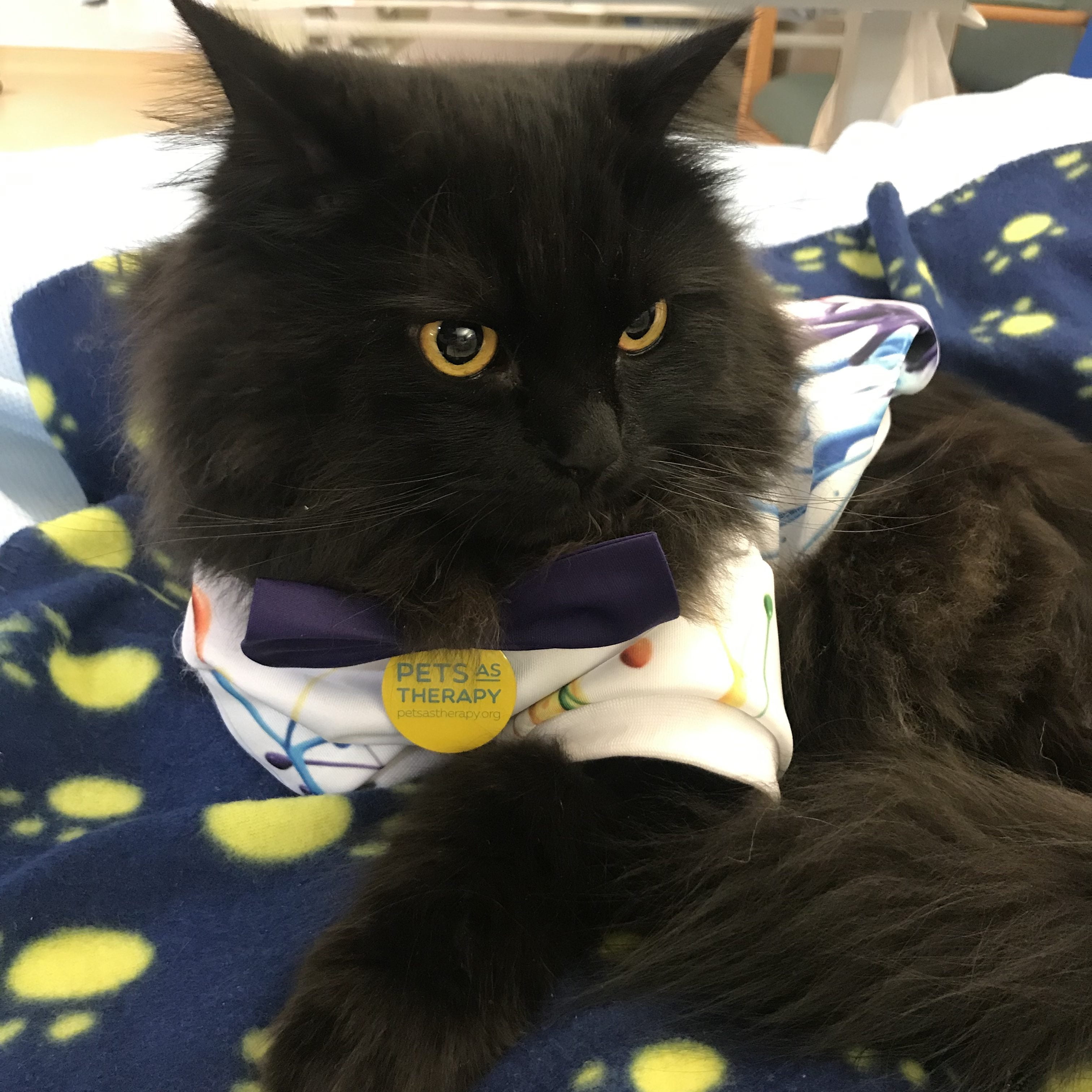 Pets as Therapy Cat London on his blanket