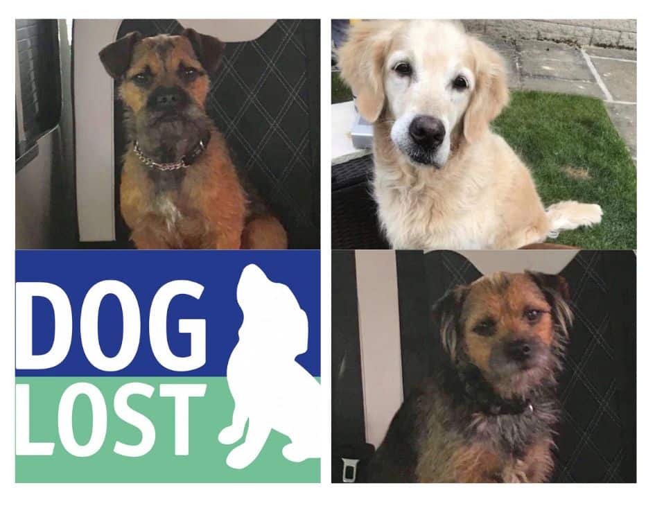 Doglost Appeal Amy Archie Polly