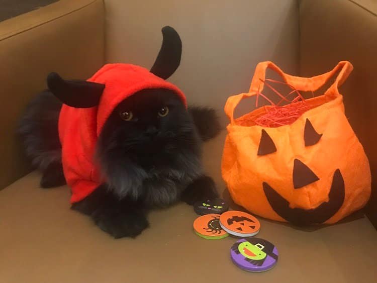 Pets as Therapy Cat London dressed up for Halloween