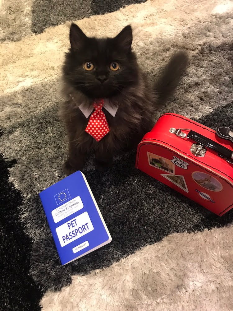 London the Pets as Therapy Cat preparing for a holiday