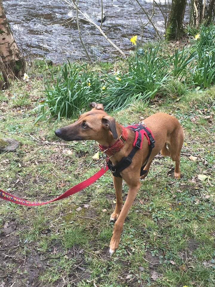 Missing Saluki Ruby Doglost appeal