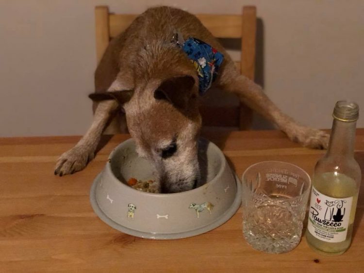 Sharing a Christmas meal can make pets feel part of the family