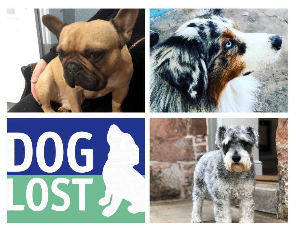 Doglost missing dogs Penny Winston and Eddie