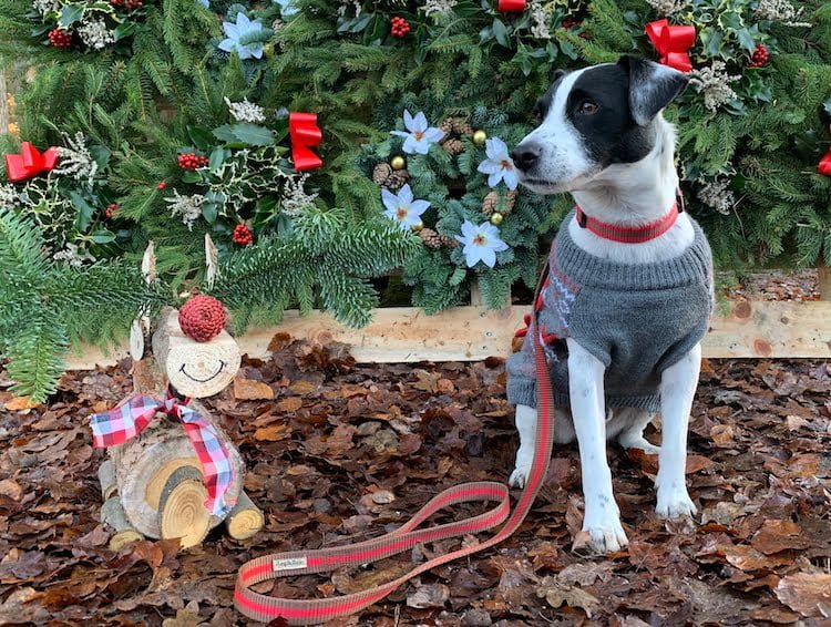 Christmas gifts terrier owner lead and collar set 