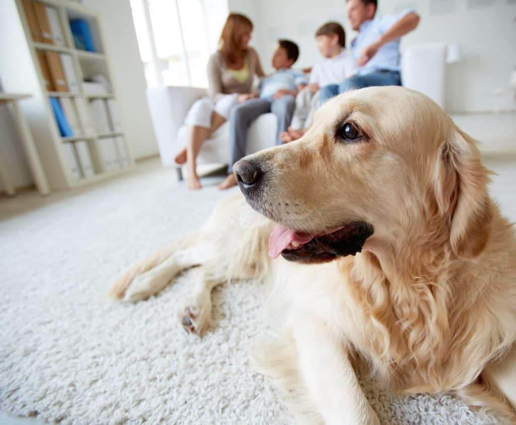 How to help your dog cope during coronavirus lockdown
