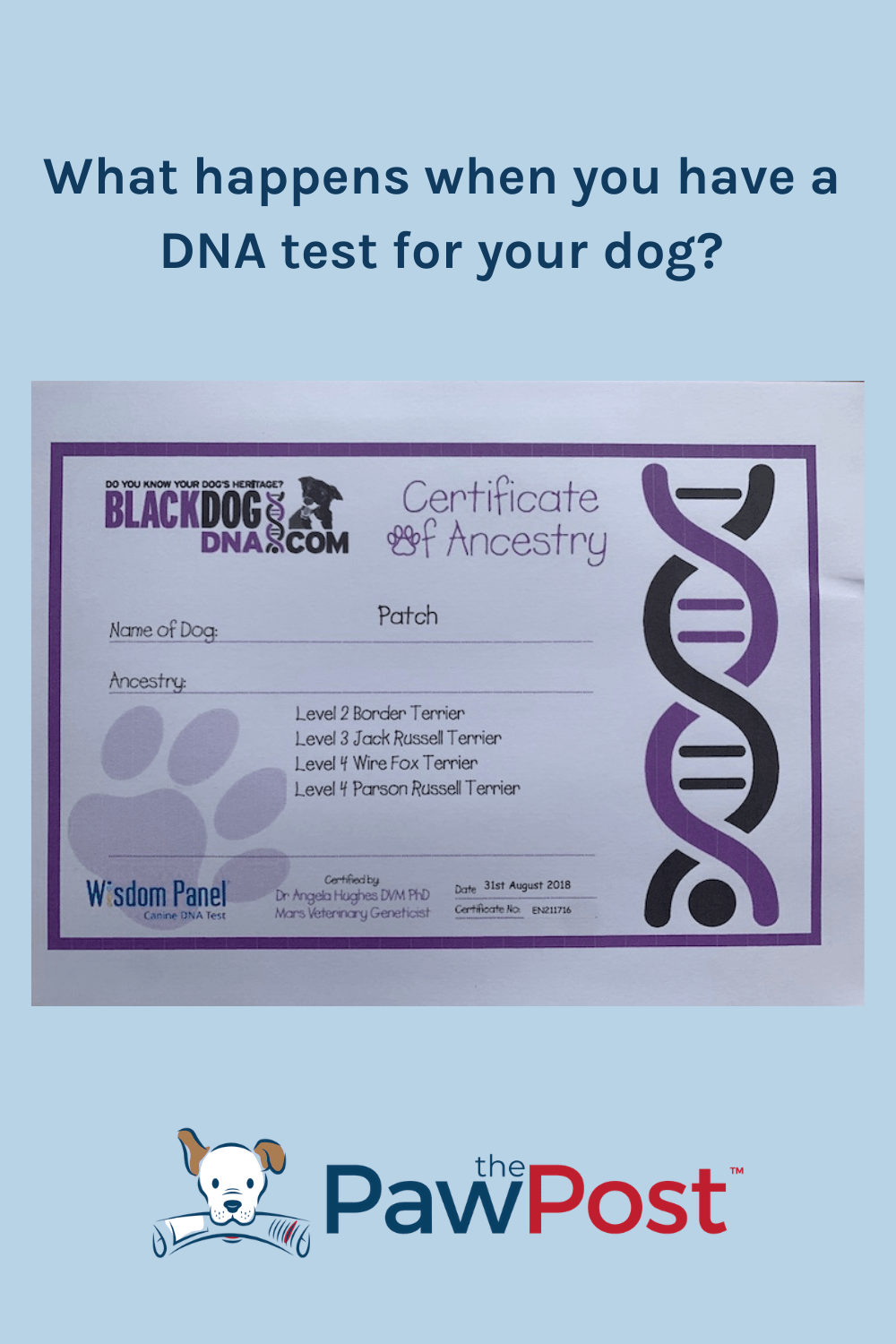 What happens when you have a DNA test for your dog