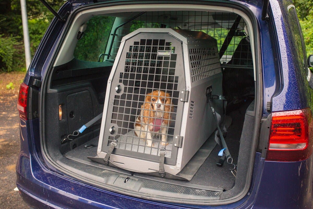 Dog in car crate showing how pets should travel safely