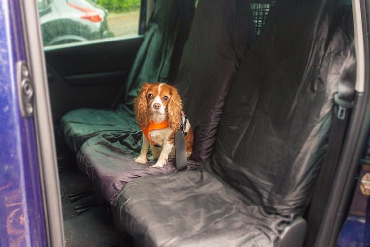 Dog in car wearing seat belt showing how pets should travel safely