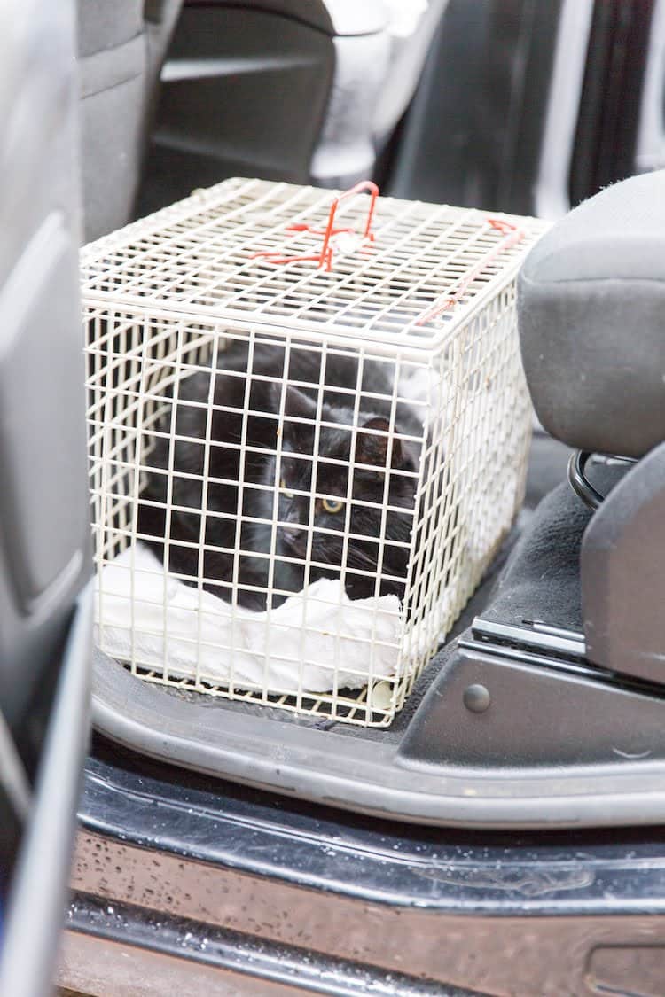 Cat in crate in car demonstrating how to transport a cat safely