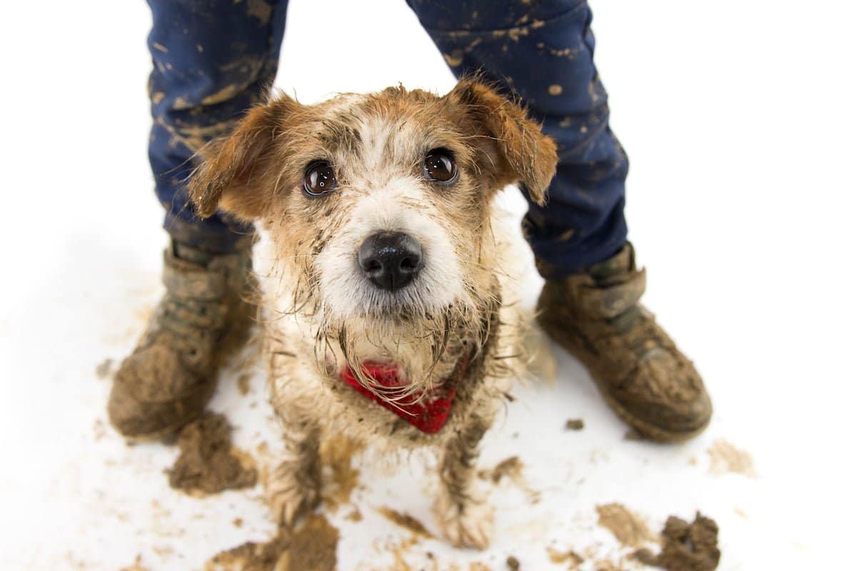 Muddy dog day image of muddy Jack Russell