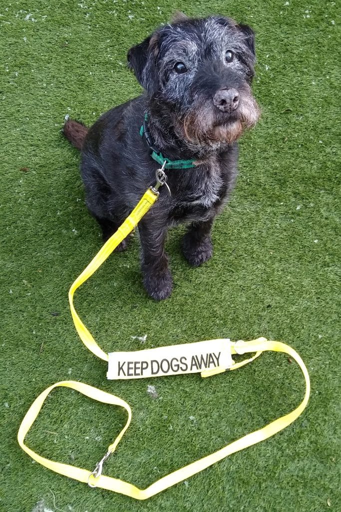 A terrier wearing a 'keep dogs away' lead
