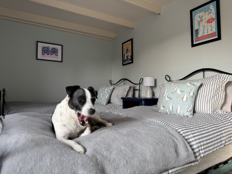 A dog on a bed with a Simba Hybrid Mattress