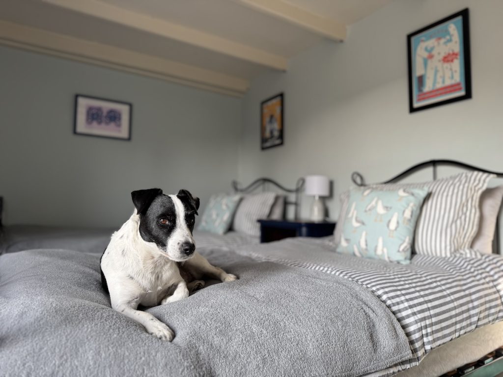 Testing a Simba mattress in a dog friendly holiday cottage