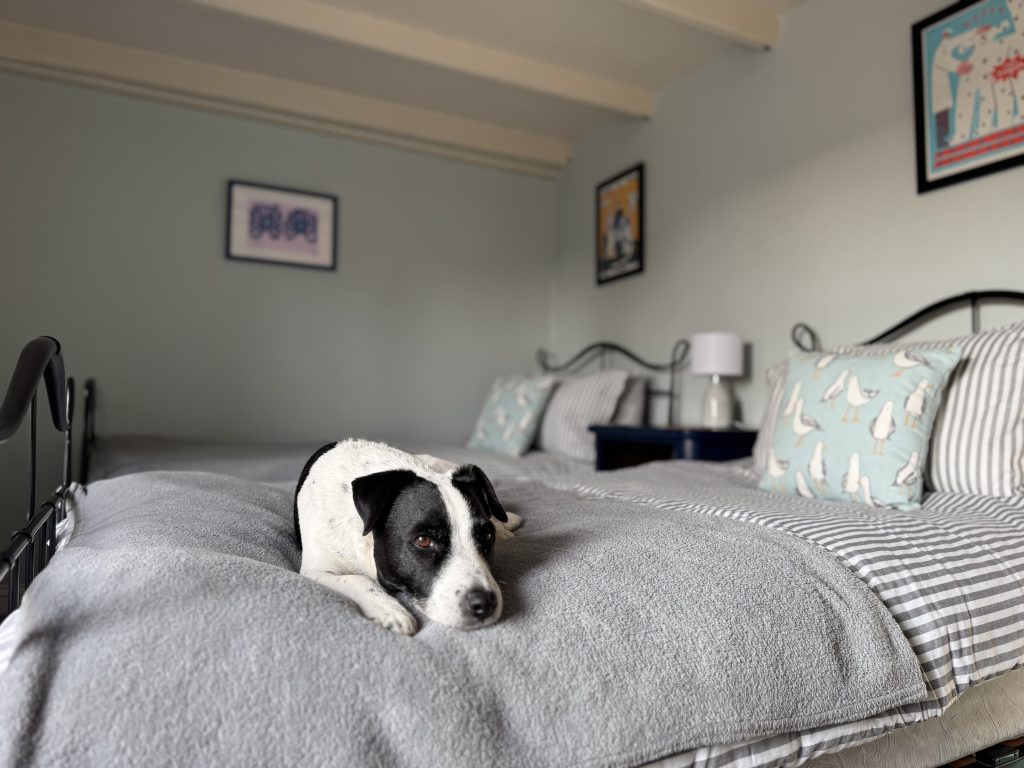 Black and white dog lying on a bed